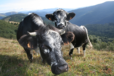 Vaches vosgiennes en pâture au milieu des myrtilles au Herrenberg Massif des Vosges.