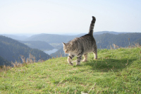 Mascotte du Refuge du Sotré : Fripouille le chat.