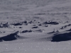 Se balader en raquettes à neige et profiter de ces paysages de beauté ! (Crédit photo : Refuge du Sotré / Jean-Marie Haton / Yannick Holtzer)