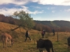 Les équipes de la Chambre d'Agriculture des Vosges en séminaire au Refuge du Sotré