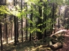 Découverte des Hautes Vosges en fauteuil tout terrain CIMGO, QUADRIX et en trottinette !