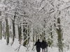 Séjours scolaires dans les Vosges au Refuge du Sotré !