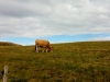 Paysages du Refuge du Sotré et du Massif des Vosges en toutes saisons !