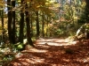 La randonnée dans les Vosges en automne !