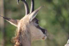 Chamois