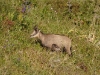 Chamois au dessus du lac d'Altenweiher.