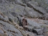 Jeune chamois dans le cirque glaciaire du Franckenthal.