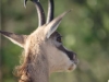 Profil arrière de chamois dans le cirque glaciaire du Franckenthal.