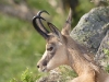 Profil de chamois dans la Martinswand au Hohneck.