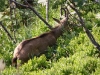 Chamois qui broute dans le cirque glaciaire du Franckenthal.