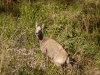 Chamois au milieu des Lys Martagons dans le cirque glaciaire du Rainkopf.