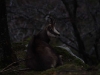 Chamois qui se réveil dans la forêt d'altitude des Trois Fours.