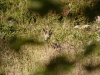 Chamois qui broute dans le cirque glaciaire du Rothenbachkopf.