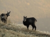 Venez à la rencontre du chamois avec le refuge du Sotré !