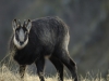 Venez à la rencontre du chamois avec le refuge du Sotré !