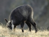 Venez à la rencontre du chamois avec le refuge du Sotré !