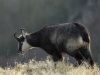 Venez à la rencontre du chamois avec le refuge du Sotré !)