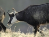 Venez à la rencontre du chamois avec le refuge du Sotré !