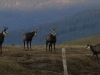 Venez à la rencontre du chamois avec le refuge du Sotré !