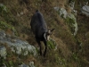 Venez à la rencontre du chamois avec le refuge du Sotré !