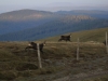 Venez à la rencontre du chamois avec le refuge du Sotré !