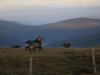 Venez à la rencontre du chamois avec le refuge du Sotré !