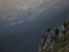 Venez à la rencontre du chamois avec le refuge du Sotré !