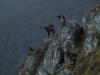 Venez à la rencontre du chamois avec le refuge du Sotré !