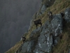 Venez à la rencontre du chamois avec le refuge du Sotré !