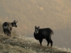 Venez à la rencontre du chamois avec le refuge du Sotré !