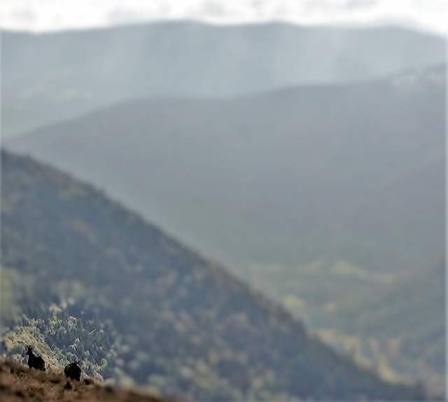 Les chamois font des réserves avant l'hiver...