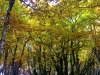 L'automne comme on l'aime (28-9-2017)