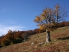 Hêtre tortueux au Kastelberg exposé aux vents violents et fréquents d'ouest dans le Massif des Vosges.