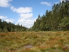 Tourbière de la Rouge Faigne à La Bresse.