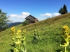 Vacances dans les Vosges au Refuge du Sotré !