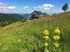 Vacances dans les Vosges au Refuge du Sotré !