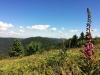 Vacances dans les Vosges au Refuge du Sotré !