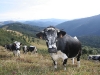 Vache vosgienne dans la massif du Herrenberg.