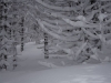 Epicéas chargés de neige dans la forêt de Retournemer.