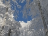 Hêtres chargés de neige fraîche dans la forêt de Retournemer.