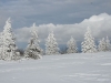 Epicéas givrés et neige sur la chaume Charlemagne dans la forêt des Trois-Fours.