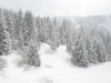 Forêt et chaume du Bas Chitelet en hiver depuis le col de Thiaville.