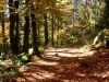 Randonnée pédestre pour découvrir le massif des Vosges !