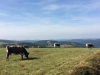 Randonnée pédestre pour découvrir le massif des Vosges !
