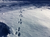 Balade et randonnée en raquettes à neige dans les Vosges avec le Refuge du Sotré !