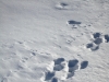 Balade et randonnée en raquettes à neige dans les Vosges avec le Refuge du Sotré !