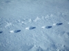 Balade et randonnée en raquettes à neige dans les Vosges avec le Refuge du Sotré !