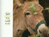 Massif des Vosges magazine - Transhumance des ânes début mai de Deycimont au Hohneck - Refuge du Sotré.