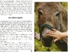 Massif des Vosges magazine - Transhumance des ânes début mai de Deycimont au Hohneck - Refuge du Sotré.