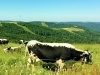 Vacances d'été dans les Vosges au Refuge du Sotré !